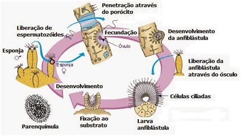 Pela Biologia Por Feros Reprodu O E Embriologia