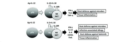 Interleukin Il Facilitates Both Th Response And Th Response