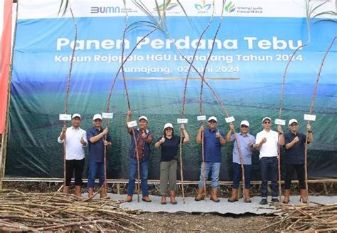 Panen Perdana Tebu Bersama Kementerian Bumn Region Head Ptpn I