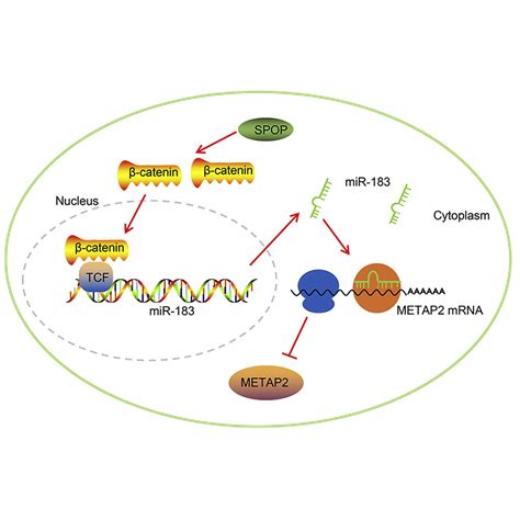 Spop Promotes Acute Myeloid Leukemia Initiation And Development Through