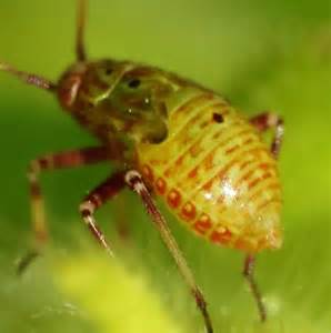 Small Yellow Beetle Lygus BugGuide Net