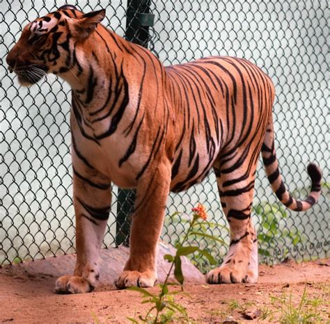 Premium Photo Tiger In Cage At Zoo