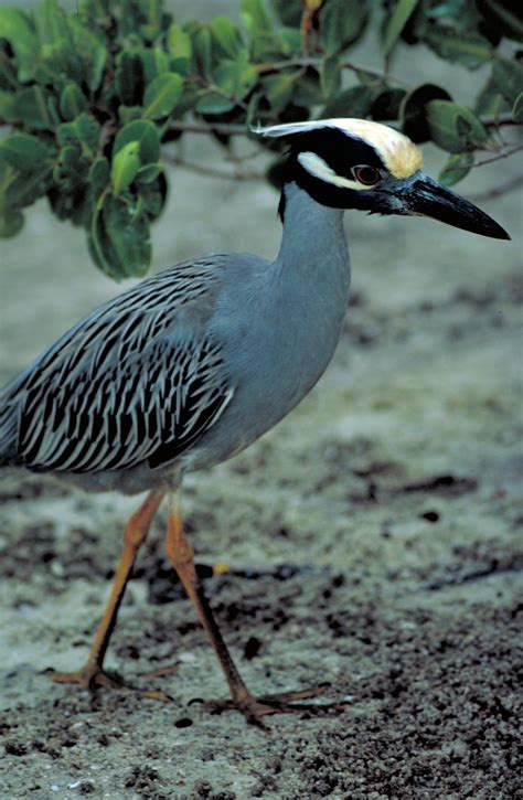 Images Gratuites La Nature Zones Humides En Marchant Faune Le Bec