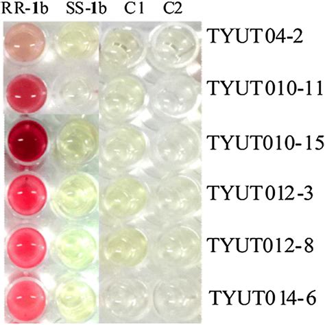 Colorimetric assay for isolated strains toward (1R,... | Download ...