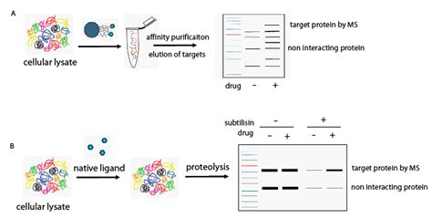 Marine Drugs Free Full Text Discovering The Biological Target Of 5