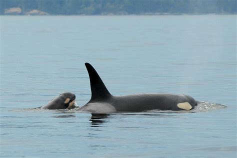 Newborn orca calf reported in Puget Sound | KNKX