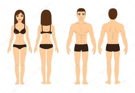 Male And Female Body Stock Illustration By ©sudowoodo 111215888