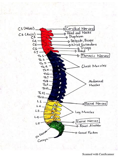 Anatomi Medulla Spinalis | PDF