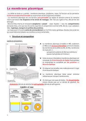 Cours Sur Le Noyau Le Noyau I R Les Et Caract Res G N Raux