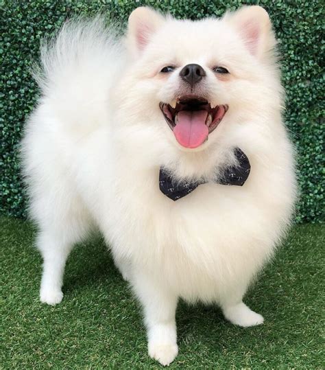 White Pomeranian: The Cutest Pomeranian Cotton Balls