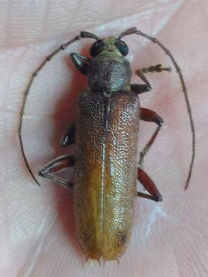 CERAMBYCIDAE Sp