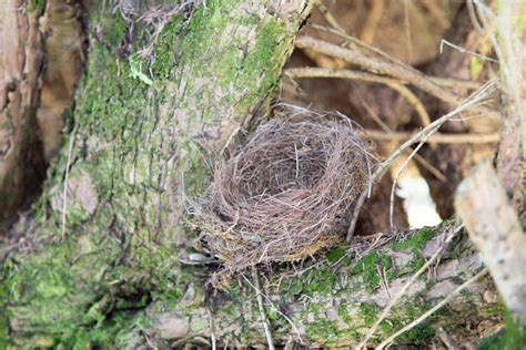 Nid D Oiseau Sur L Arbre Dans Le Jardin Image Stock Image Du Lierre