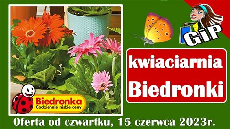 BIEDRONKA Oferta Od Czwartku 15 06 2023 Kwiaciarnia Biedronki