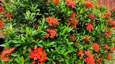 Ixora Prince Of Orange 6 Pot Hello Hello Plants