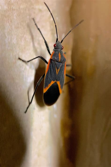 Boxelder Bugshow To Get Rid Of And Prevent Box Elder Bugs Live In