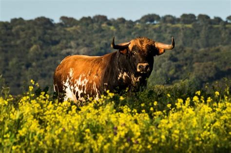 Luis Alberto Calvo Se Reúne Con La Real Unión De Criadores De Toros De