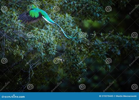 Flying Resplendent Quetzal Pharomachrus Mocinno Costa Rica With