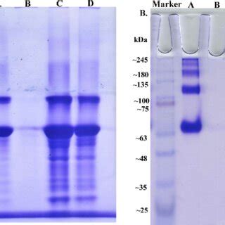 Integrity Of Encapsulated BSA Into NPs And Composite NPs Was Analyzed