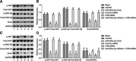 Effect Of Mir 203a 3p On Aktgsk 3βsnail Signaling Pathway Via Its Download Scientific Diagram