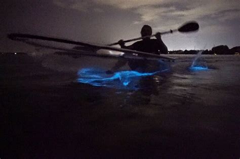 Clear Kayak Bioluminescence Tour 2022 Cocoa Beach Viator