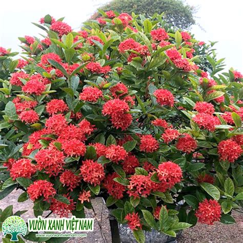 cay hoa  don phong thuy cung cap  luong lon