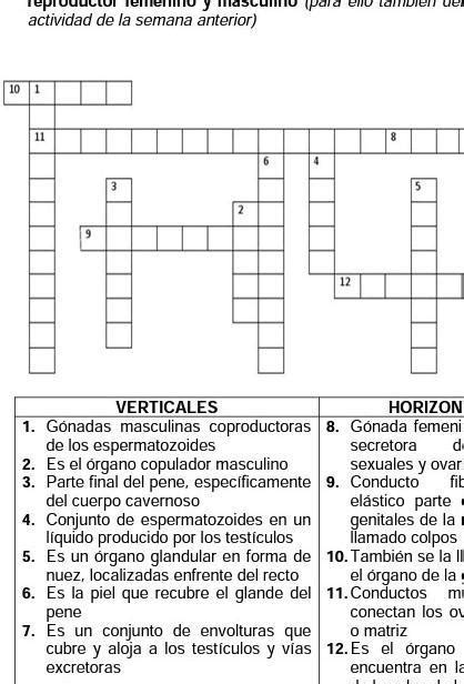 Crucigrama Del Sistema Reproductor Masculino Y Femenino Resuelto Pdmrea