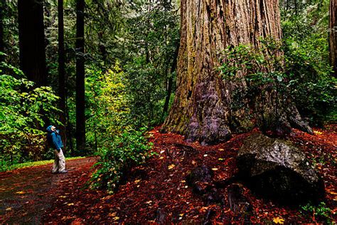 Jedediah Smith Redwoods State Park Stock Photos, Pictures & Royalty ...