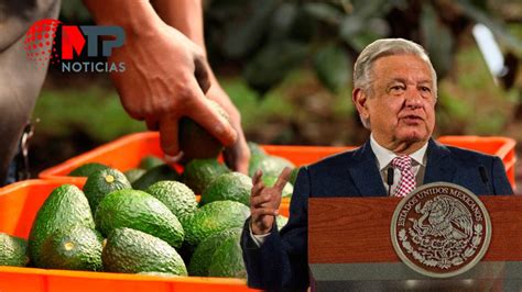 Amlo Niega Que Cultivo De Aguacate Sea Negocio Del Narcotr Fico