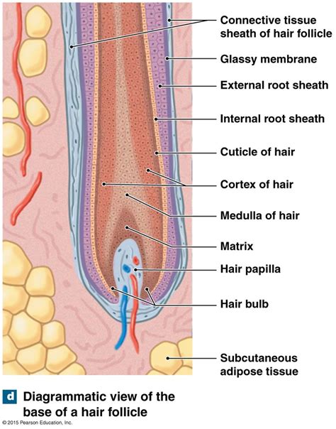 Anatomy Of Hair Anatomy