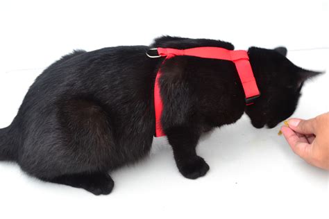 How To Put On A Cat Harness 12 Steps With Pictures Wikihow