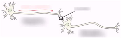 How Neurons Communicate Part 1 Unit 3 Diagram Quizlet