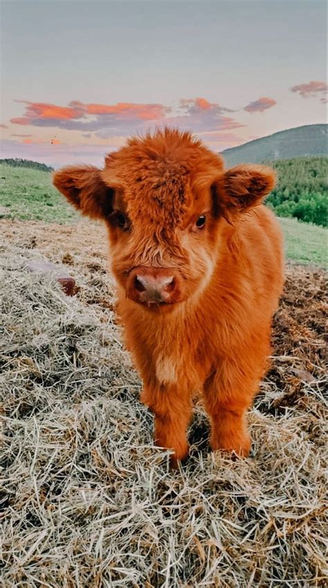 Cute baby cow, Fluffy cows, Cute cowspinterest HD phone wallpaper | Pxfuel