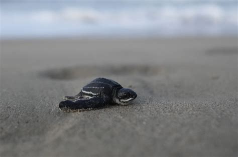 Ambientalistas Venezolanos Ayuda A Conservar Tortugas Marinas En Peligro De Extinción — El