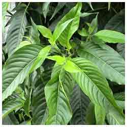 Herbal plants of Sri Lanka: Pawatta/ Adhatoda vasica, Justicia adhatoda