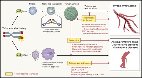 Telomeres History Health And Hallmarks Of Aging Cell