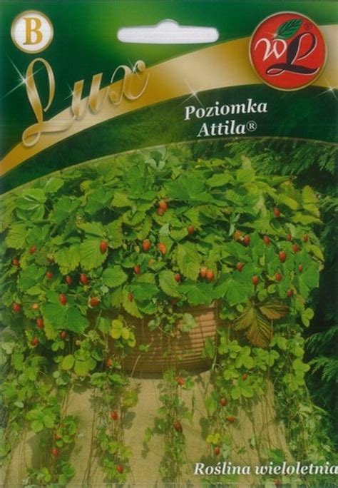 Poziomka Attila Fragaria Attila opis wygląd wymagania uprawa i