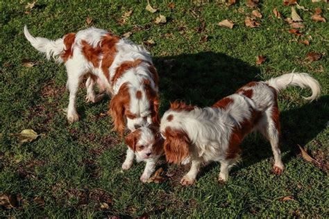 Siringomielia Nel Cane Sintomi E Cura GreenStyle