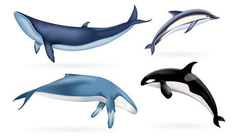 Conjunto Realista De Ballenas Delfines Y Orcas Vector Premium