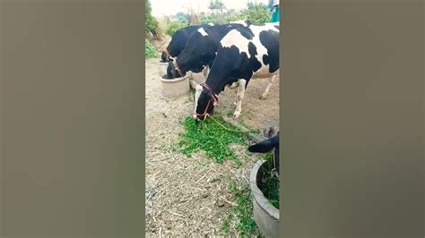 🔥🔝💸 अशेच Video पाहण्यासाठी चैनल ला Subscribe करा 😎🐄🎯 Royaldairy