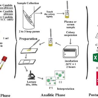 Pdf Comparative Study For Identification Of Candida Albicans With