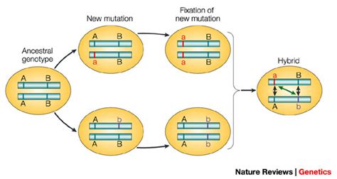 Dobzhansky-Muller model of hybrid incompatibility | Learn Science at ...