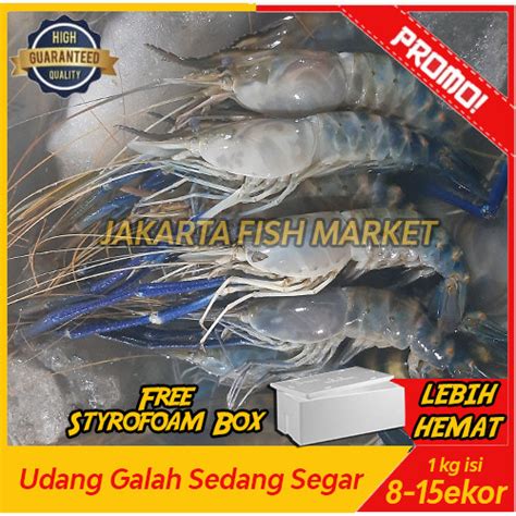 Jual Udang Galah Segarsedang Gede Segar Fresh Kg Isi Ekor