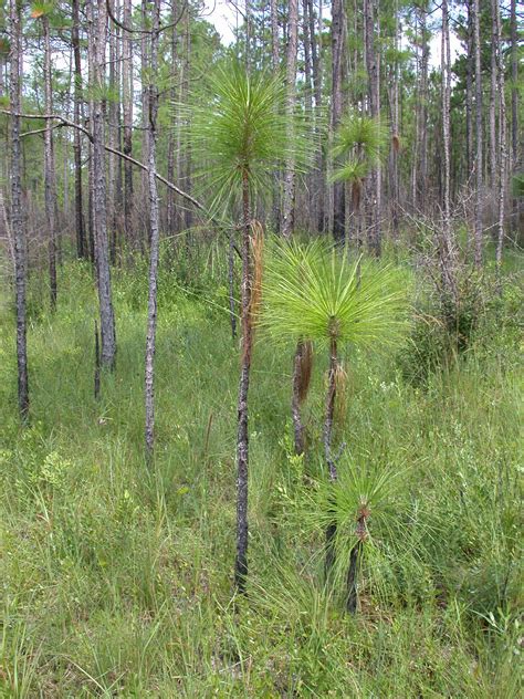 Pinus palustris (Pinaceae) image 4568 at