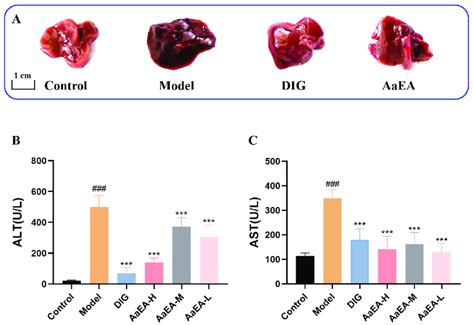 AaEA Inhibited ConA Induced ILI In Mice Changes Of Liver Tissues By