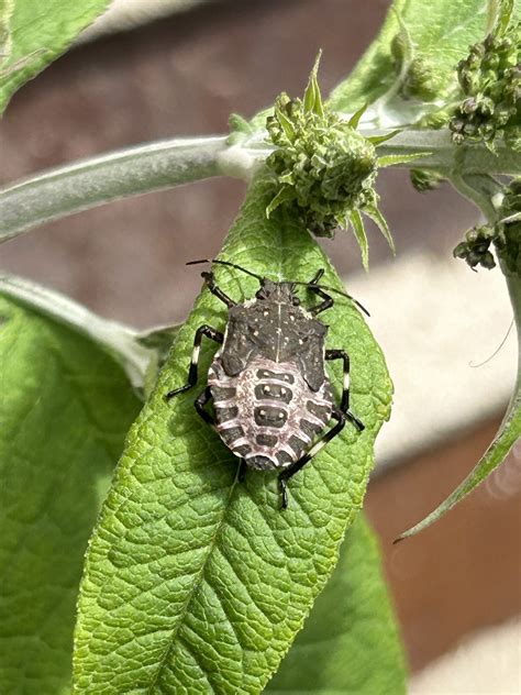 Insekten Schule An Der Waldlehne