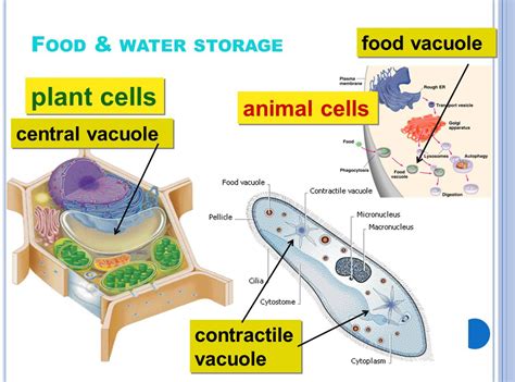 Contractile Vacuole In Animal Cell