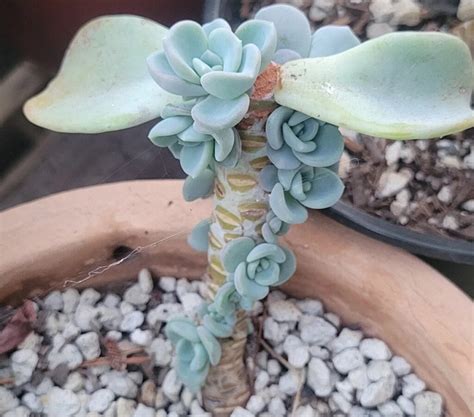 Echeveria Fans Are Going Crazy Over These 4 Propagation Hacks ...