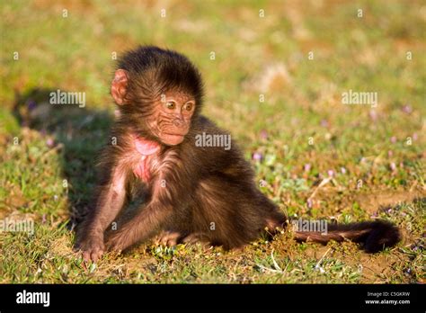 Baby Gelada monkey, Theropithecus gelada, Simien mountains Ethiopia ...