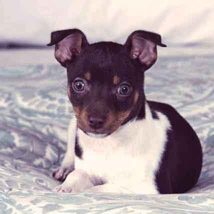 Rat Terrier Health Problems | PetCareRx