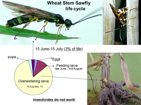 Wheat Stem Sawfly Fall Scouting Alberta Grains